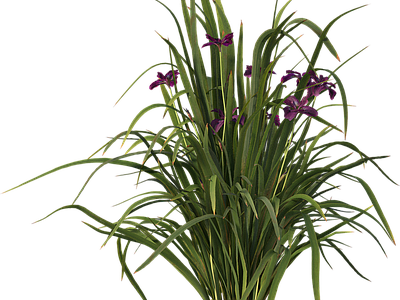 png免抠菖蒲 花