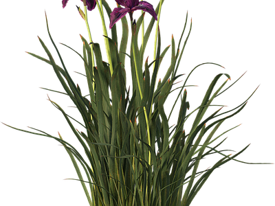 png免抠菖蒲 花
