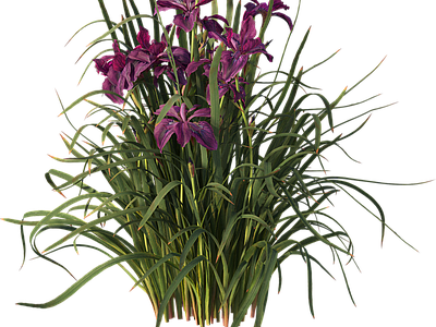 png免抠菖蒲 花