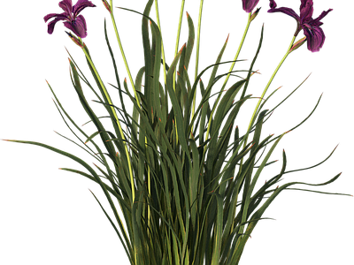 png免抠菖蒲 花