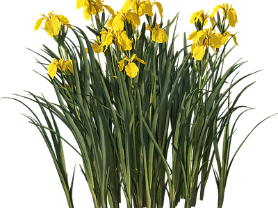 png免抠菖蒲 花
