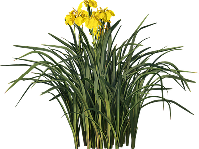 png免抠菖蒲 花