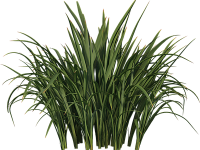 png免抠菖蒲 花