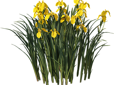 png免抠菖蒲 花