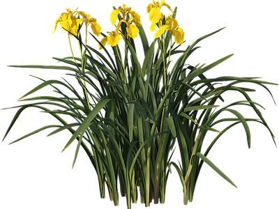 png免抠菖蒲 花