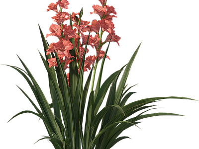 png免抠菖蒲 花