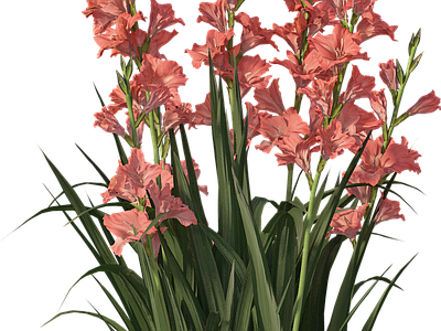 png免抠菖蒲 花