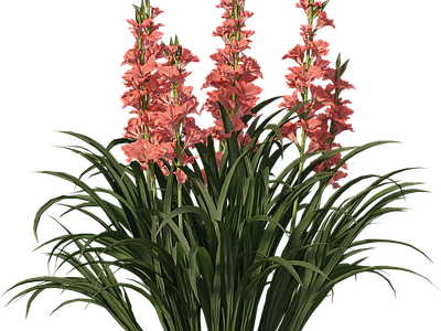 png免抠菖蒲 花