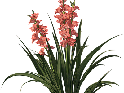 png免抠菖蒲 花