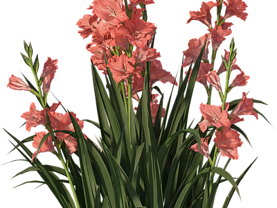 png免抠菖蒲 花