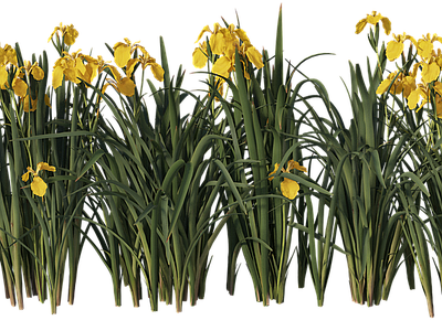 png免抠菖蒲 花