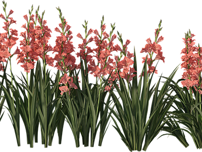 png免抠菖蒲 花