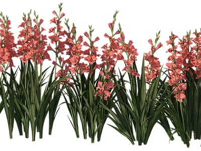 png免抠菖蒲 花