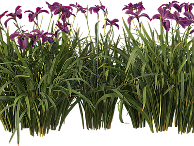 png免抠菖蒲 花