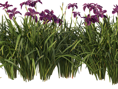 png免抠菖蒲 花