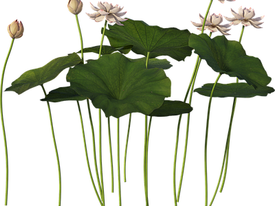 png免抠荷花
