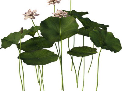 png免抠荷花