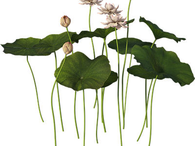 png免抠荷花