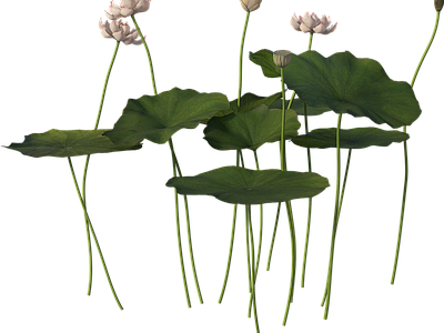 png免抠荷花
