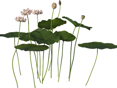 png免抠荷花