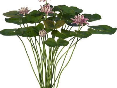 png免抠荷花