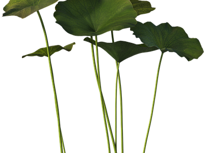 png免抠荷花