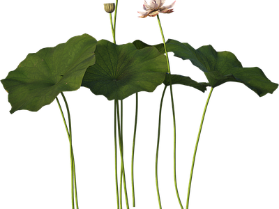 png免抠荷花