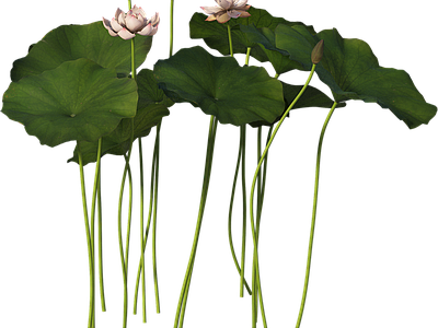 png免抠荷花