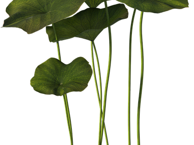 png免抠荷花