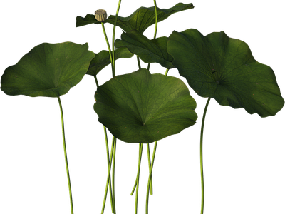 png免抠荷花