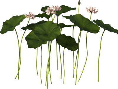 png免抠荷花