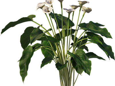 png免抠马蹄莲 花