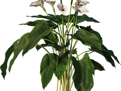 png免抠马蹄莲 花