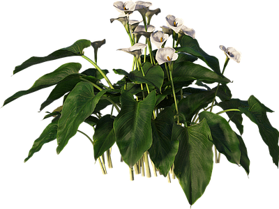 png免抠马蹄莲 花