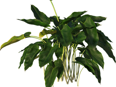 png免抠马蹄莲 花