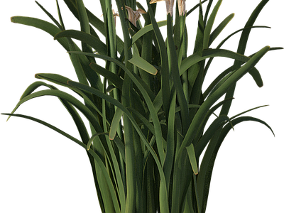 png免抠水仙花