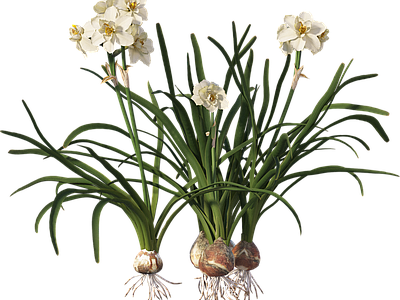 png免抠水仙花
