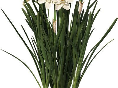 png免抠水仙花