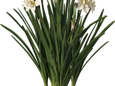png免抠水仙花