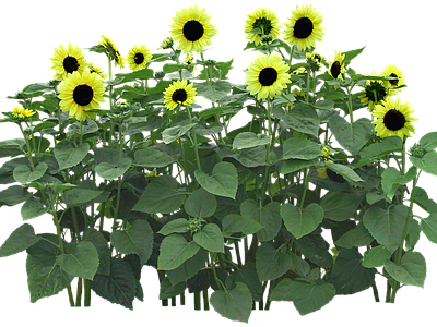 png免抠向日葵 花