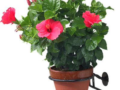 png免抠扶桑 花