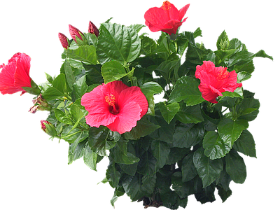 png免抠扶桑 花