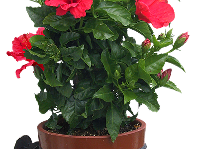 png免抠扶桑 花