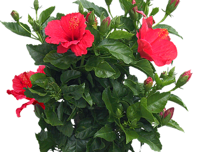 png免抠扶桑 花