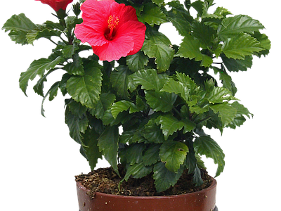 png免抠扶桑 花