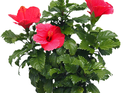 png免抠扶桑 花