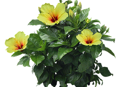 png免抠扶桑 花