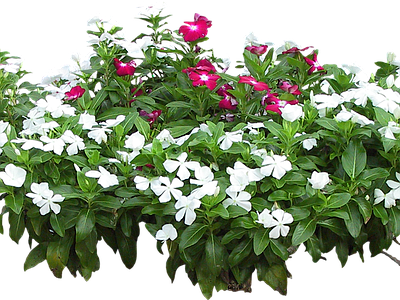 png免抠长春花