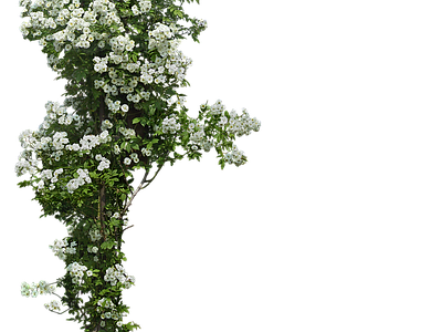 png免抠玫瑰 花