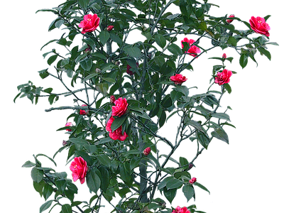png免抠山茶 花